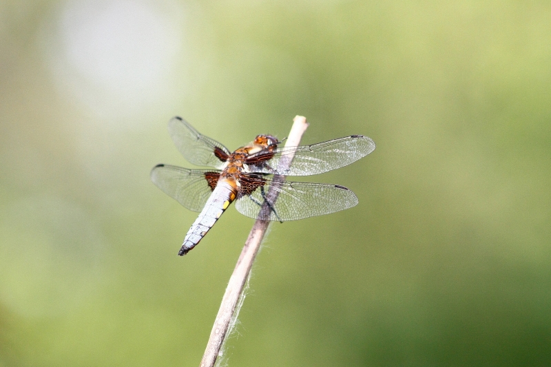 Libellula ID1?